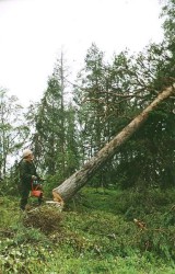 Двух брёвен не хватило им на зданье